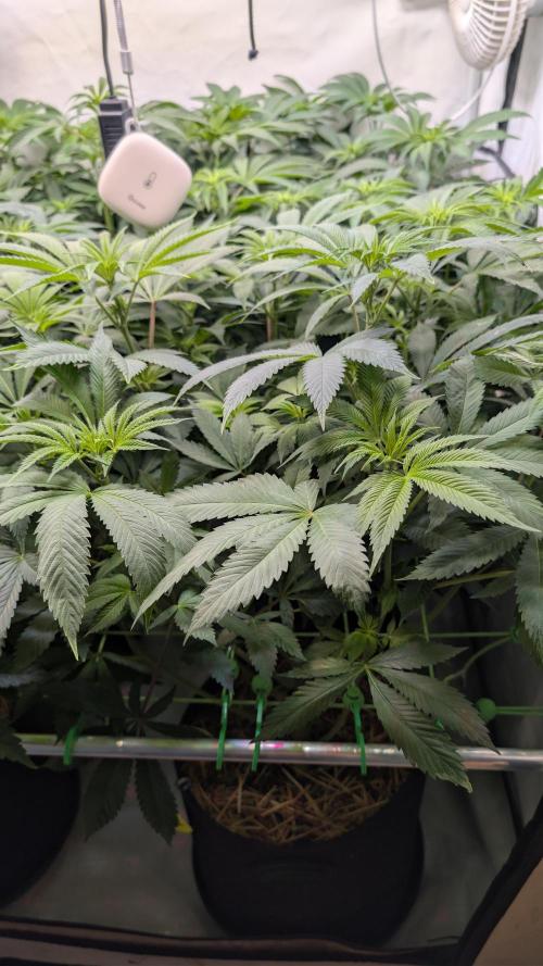 Cup Winning Strains 2026. Week 7