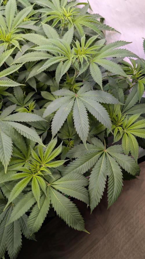 Cup Winning Strains 2026. Week 7