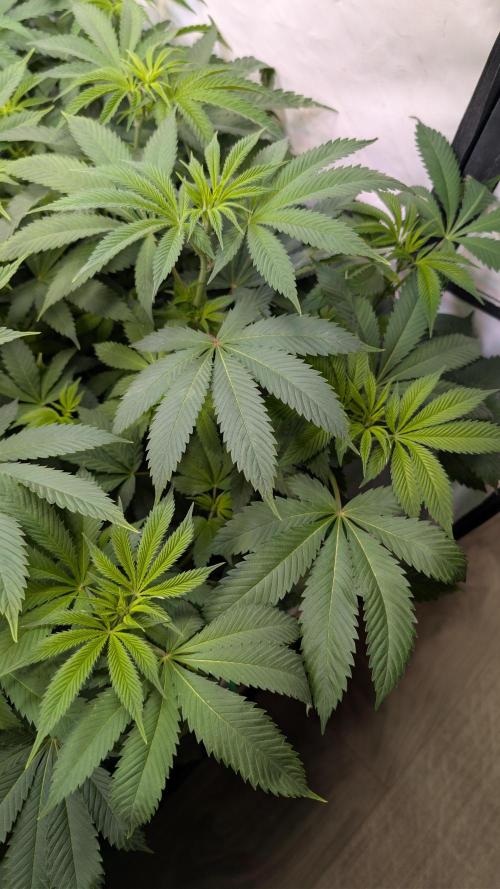 Cup Winning Strains 2026. Week 7