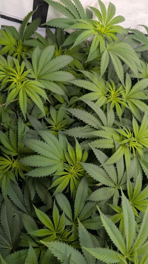 Cup Winning Strains 2026. Week 7