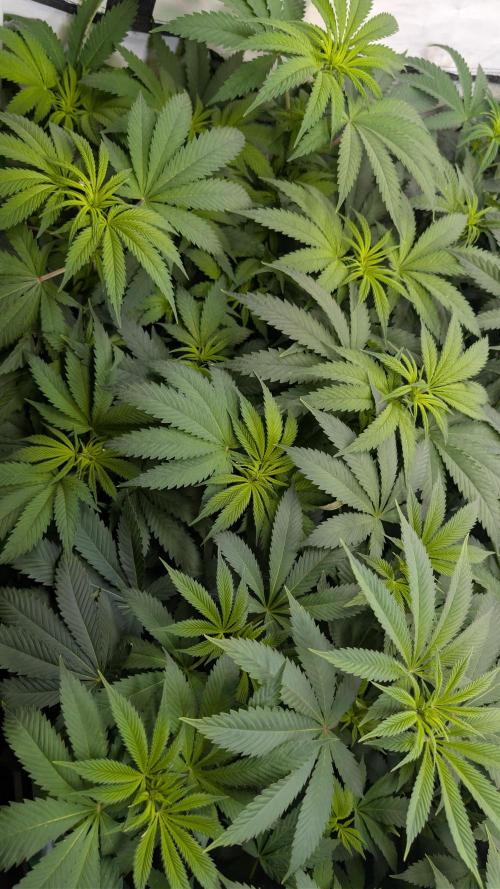 Cup Winning Strains 2026. Week 7