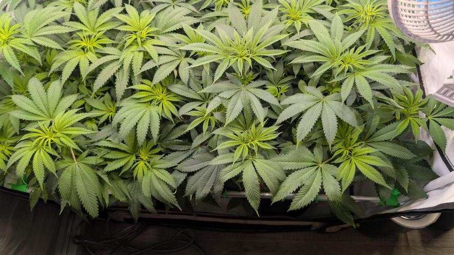Cup Winning Strains 2026. Week 7
