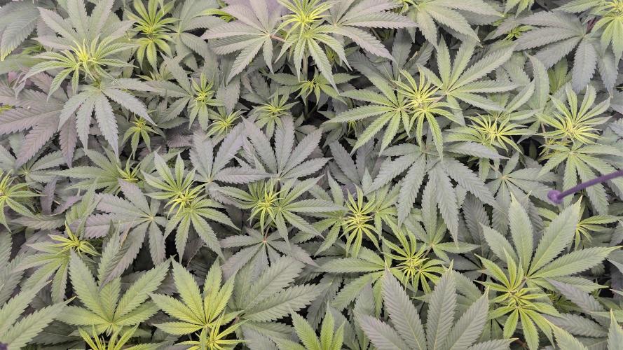 Cup Winning Strains 2026. Week 7