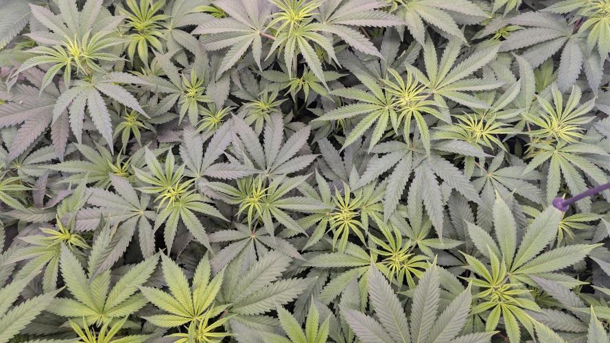 Cup Winning Strains 2026. Week 7