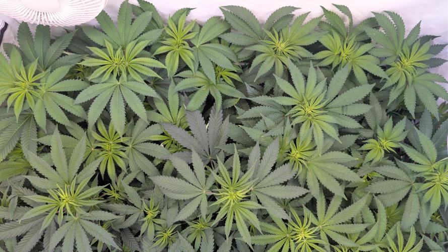 Cup Winning Strains 2026. Week 7