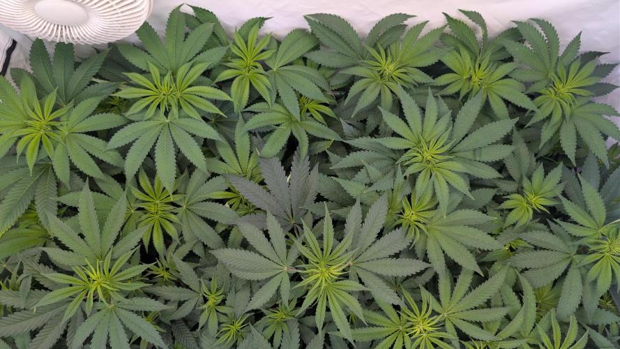 Cup Winning Strains 2026. Week 7