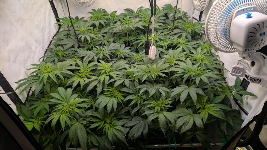 Cup Winning Strains 2026. Week 7