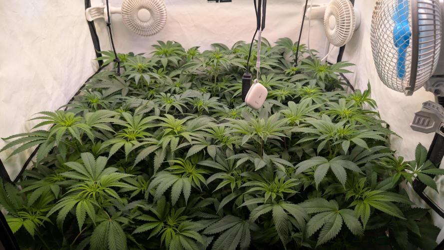 Cup Winning Strains 2026. Week 7