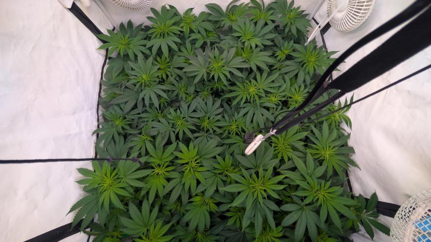 Cup Winning Strains 2026. Week 7