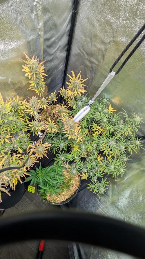 7up AWC 2026. Week 7