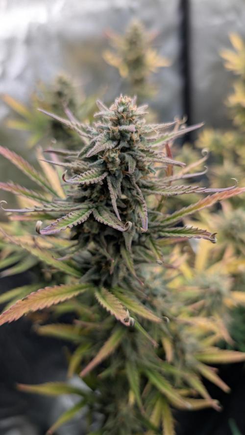 7up AWC 2026. Week 7
