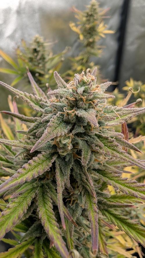 7up AWC 2026. Week 7