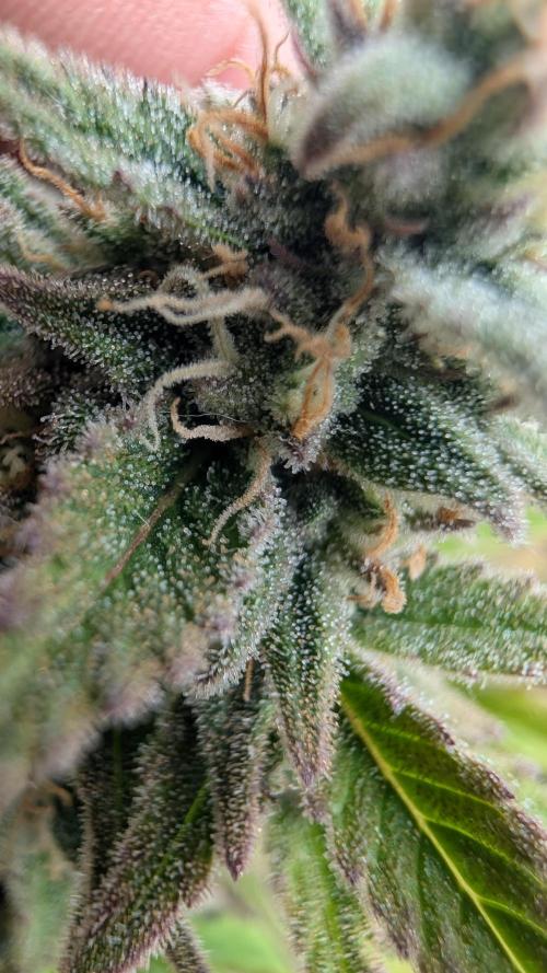 7up AWC 2026. Week 7