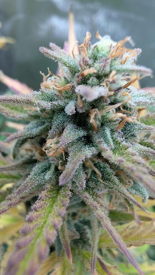 7up AWC 2026. Week 7