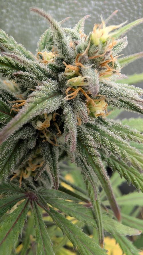 7up AWC 2026. Week 7