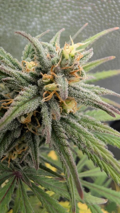 7up AWC 2026. Week 7