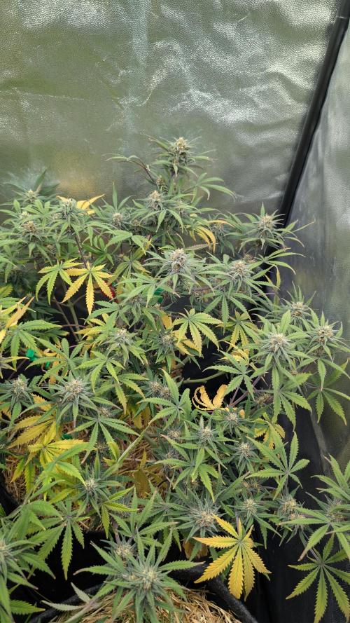 7up AWC 2026. Week 7