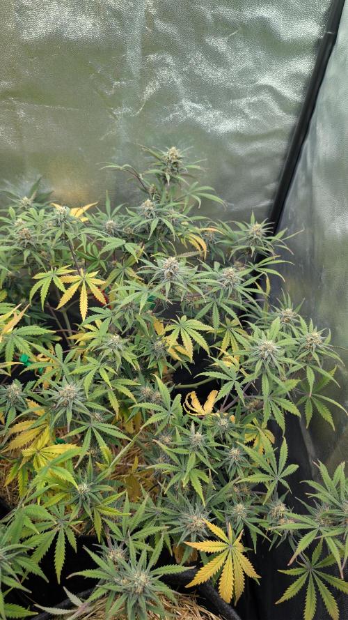 7up AWC 2026. Week 7