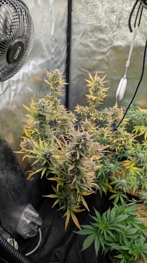7up AWC 2026. Week 7
