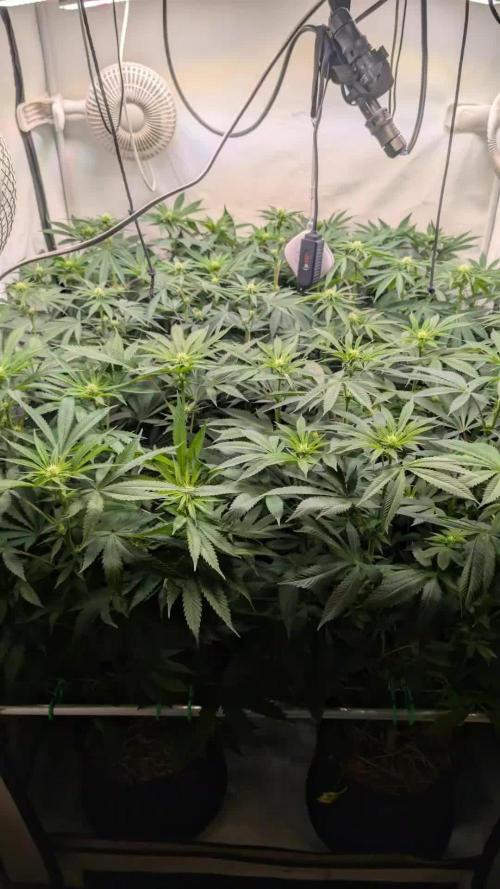 Cup Winning Strains 2026