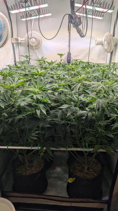 Cup Winning Strains 2026. Week 8