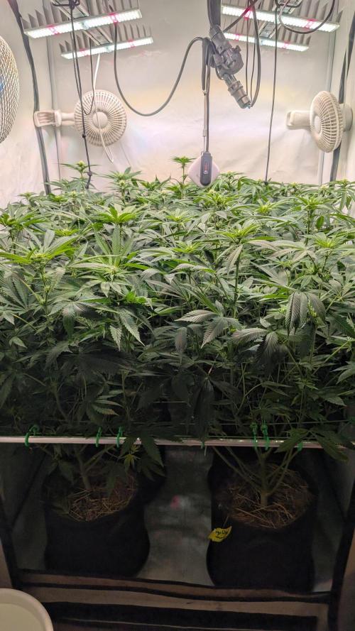 Cup Winning Strains 2026. Week 8