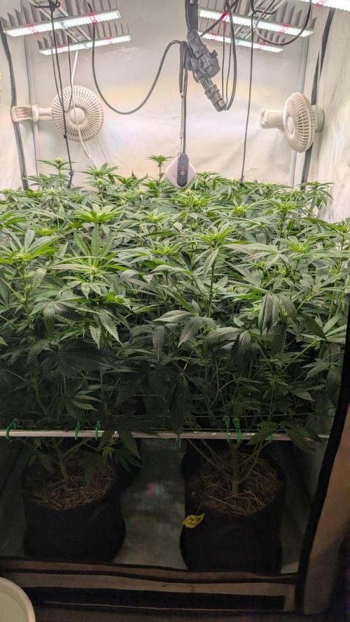 Cup Winning Strains 2026. Week 8