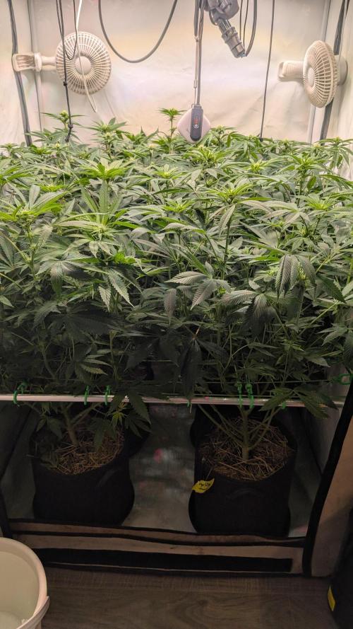 Cup Winning Strains 2026. Week 8