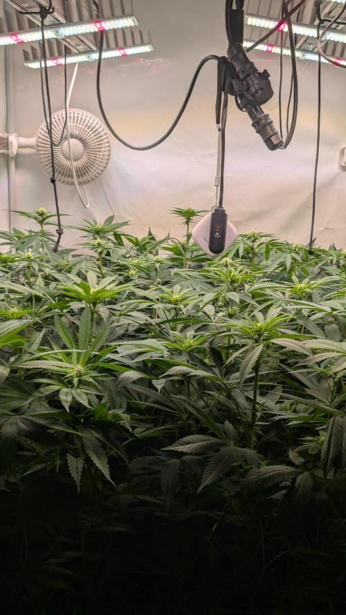 Cup Winning Strains 2026. Week 8