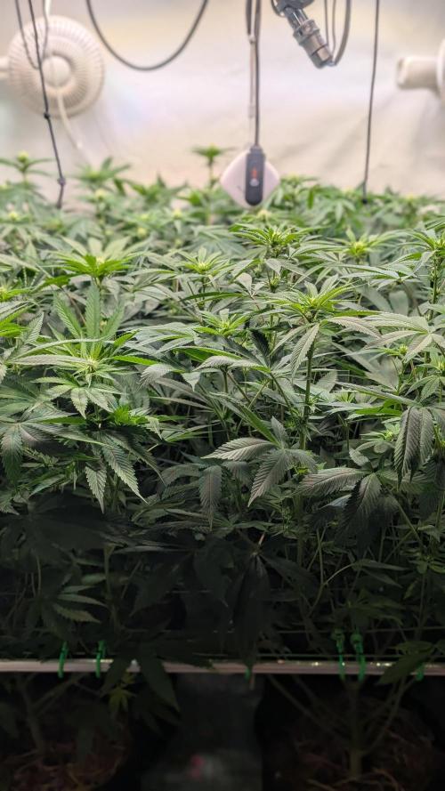 Cup Winning Strains 2026. Week 8