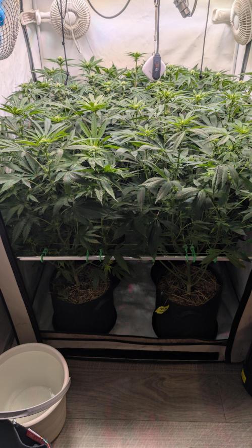 Cup Winning Strains 2026. Week 8