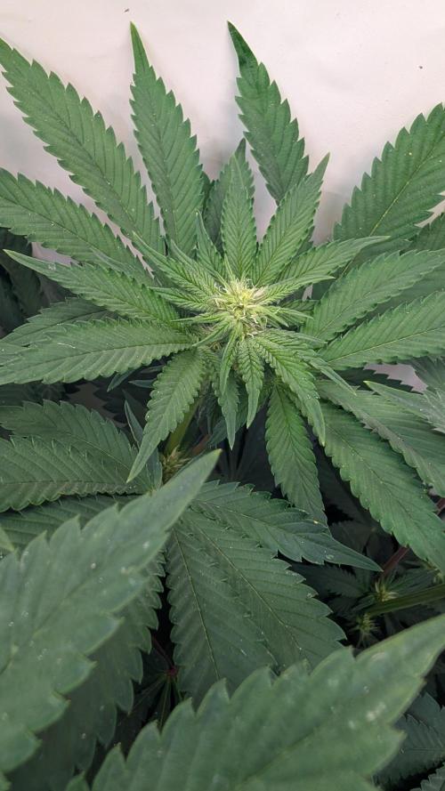 Cup Winning Strains 2026. Week 8