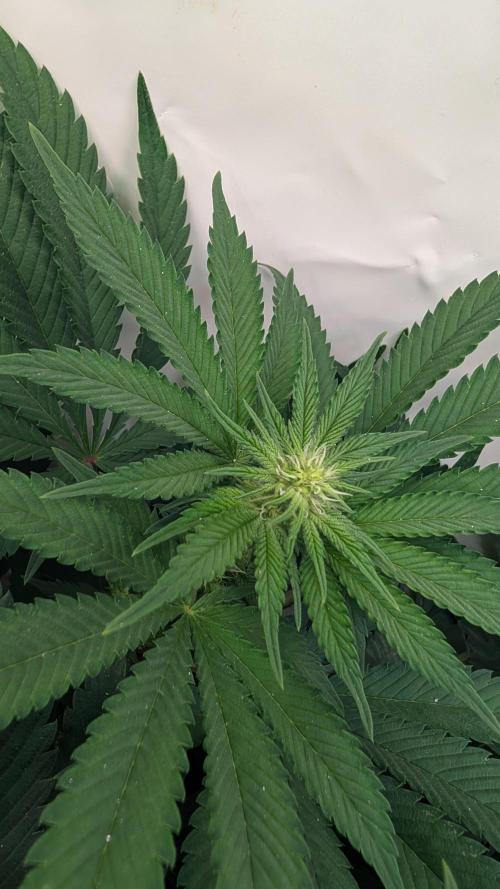 Cup Winning Strains 2026. Week 8
