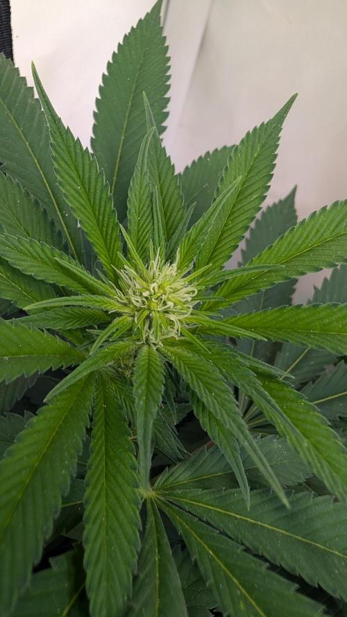Cup Winning Strains 2026. Week 8
