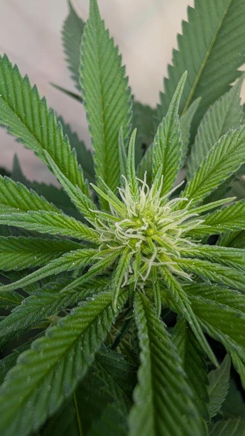 Cup Winning Strains 2026. Week 8