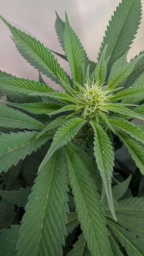 Cup Winning Strains 2026. Week 8