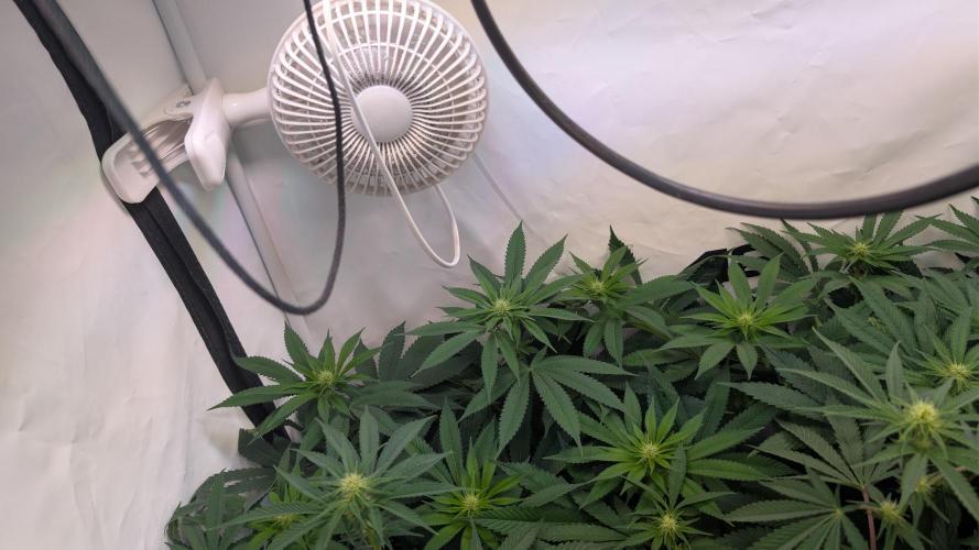 Cup Winning Strains 2026. Week 8