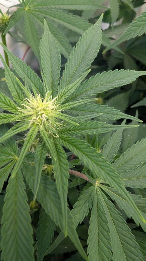 Cup Winning Strains 2026. Week 8