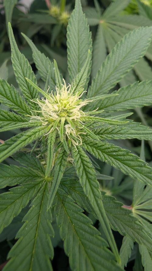 Cup Winning Strains 2026. Week 8