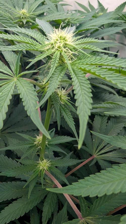Cup Winning Strains 2026. Week 8