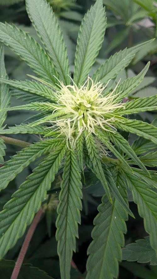 Cup Winning Strains 2026. Week 8