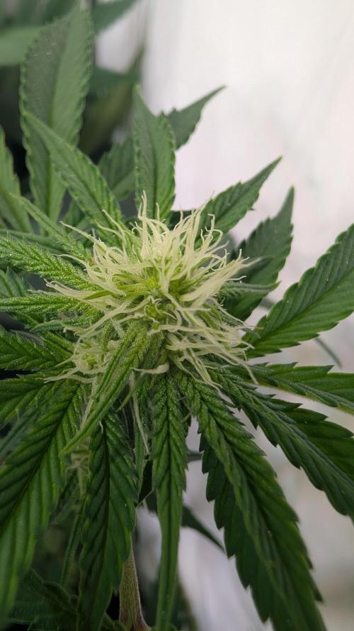 Cup Winning Strains 2026. Week 8