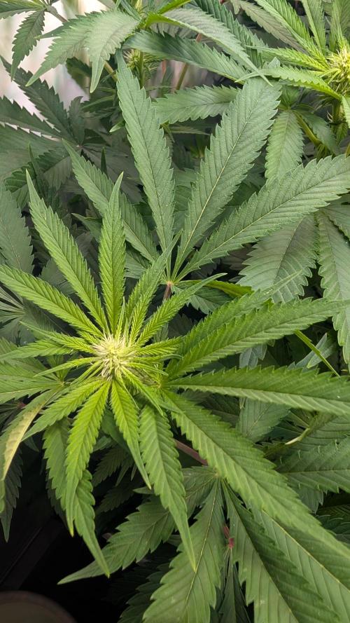 Cup Winning Strains 2026. Week 8