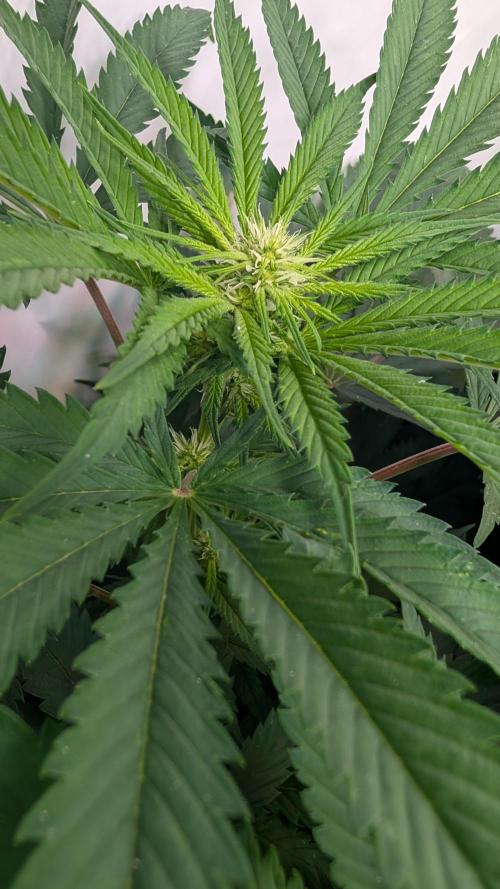 Cup Winning Strains 2026. Week 8