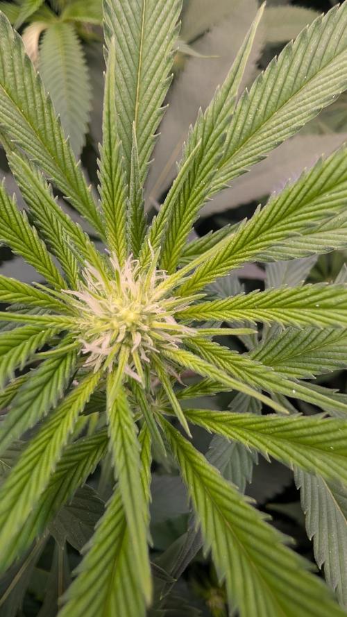 Cup Winning Strains 2026. Week 8