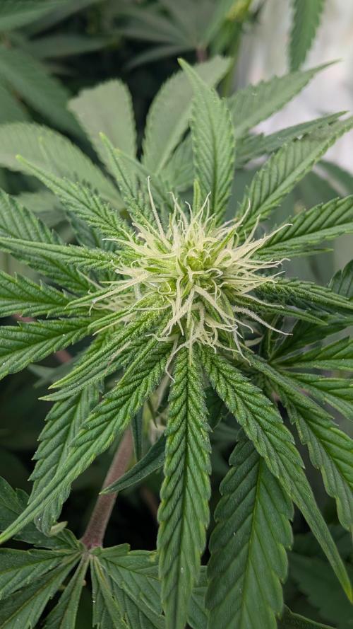 Cup Winning Strains 2026. Week 8