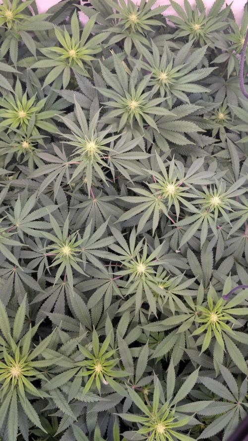 Cup Winning Strains 2026. Week 8
