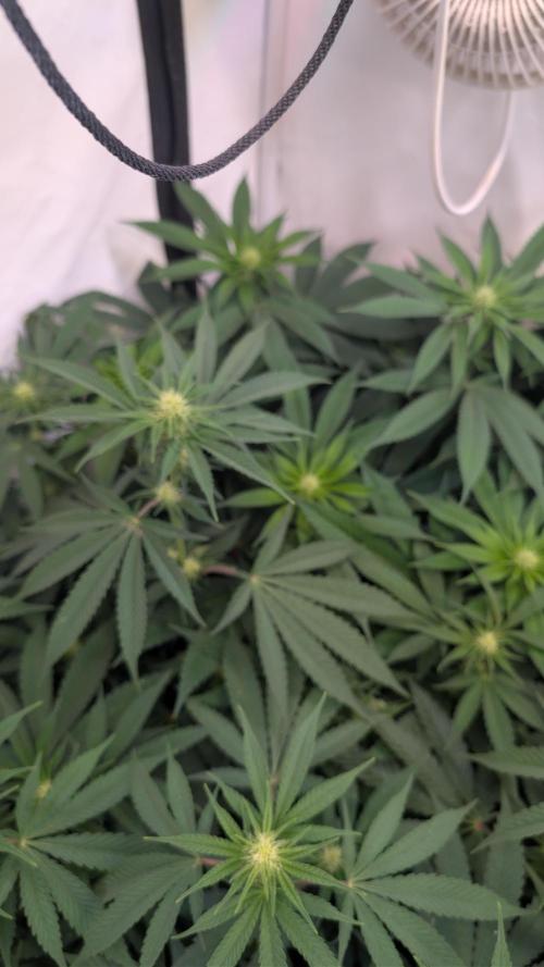 Cup Winning Strains 2026. Week 8