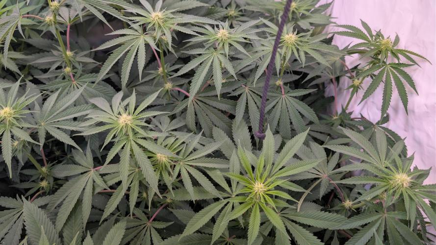 Cup Winning Strains 2026. Week 8