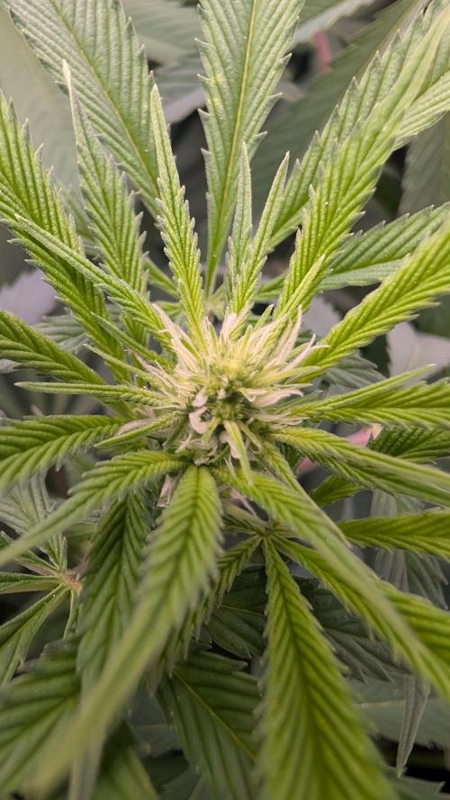 Cup Winning Strains 2026. Week 8